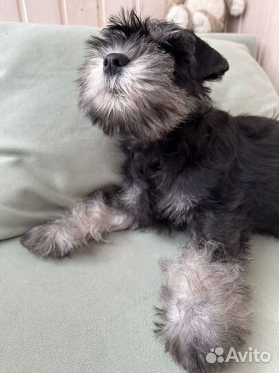 Цвергшнауцер