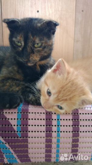 Котики бесплатно в добрые руки