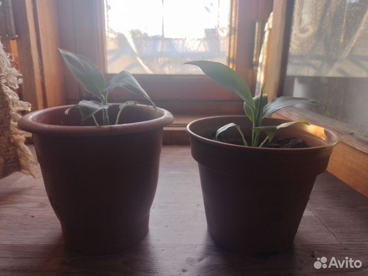 Спацефилум