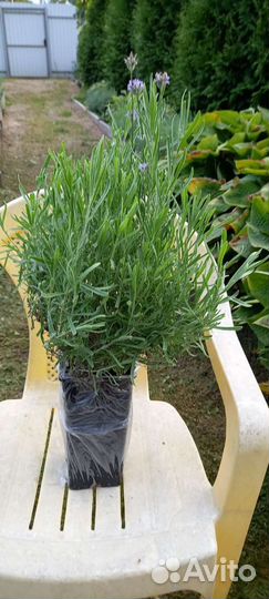 Лаванда саженцы