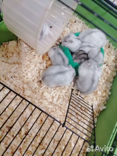 Джунгарский хомяк