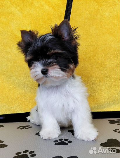 Бивер йорк мини девочка