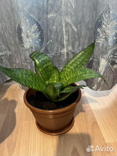 Сансивиерия (тещин язык)