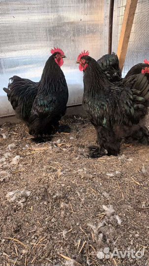 Продаются петухи Кохинхин