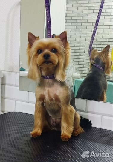 Грумер Стрижка собак и кошек