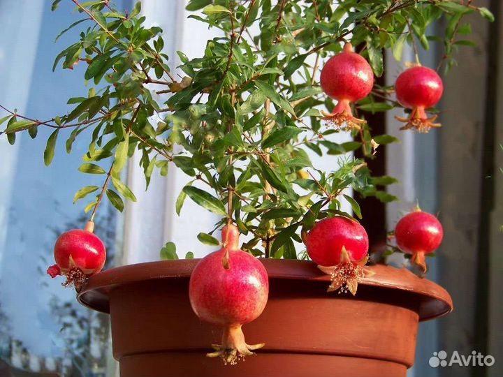Гранат комнатный, сорт 