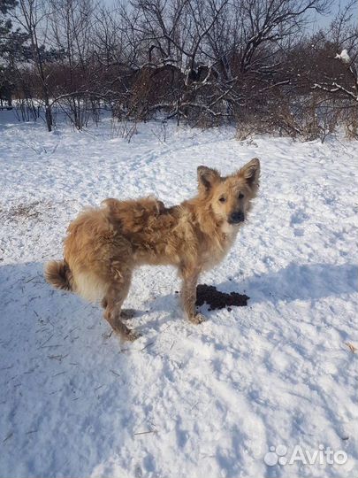 Собака в добрые руки