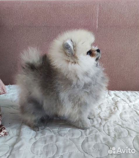 Померанский шпиц