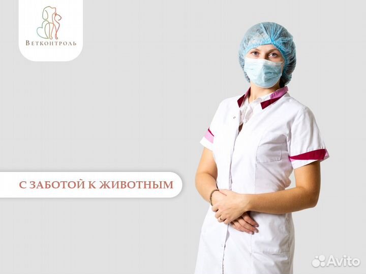 Кастрация и стерилизация собак до 6 кг с выездом