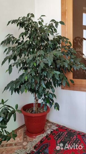 Фикус бенджамина большой