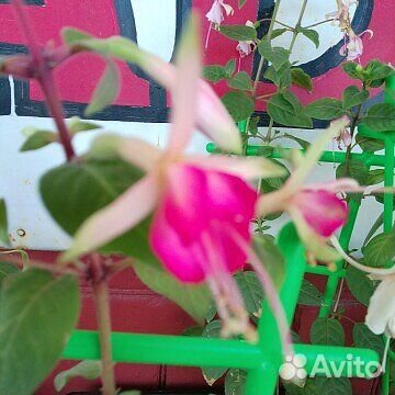Комнатные цветы фуксия