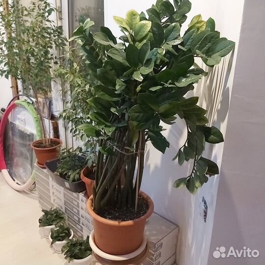 Комнатные цветы