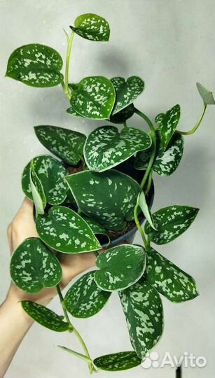 Сциндапсус дарк,мунлайт.Эпипремнум пиннатум вайт