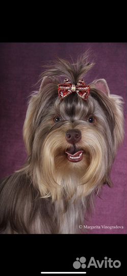 Йоркширский терьер