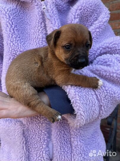 Двортерьер