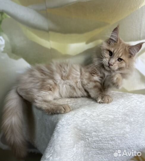 Котята мейн-кун
