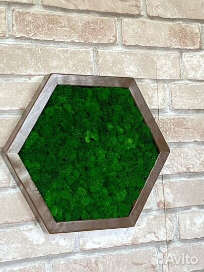 Мох стабилизированный оптом и в розницу