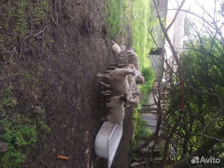 Овцы бараны