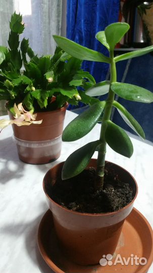 Денежное дерево, толстянка