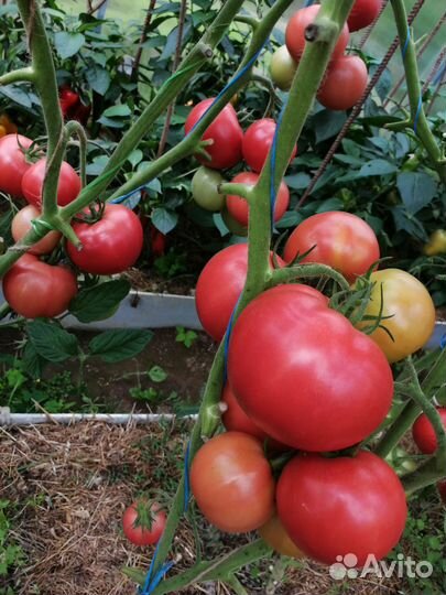 Помидоры свежие домашние