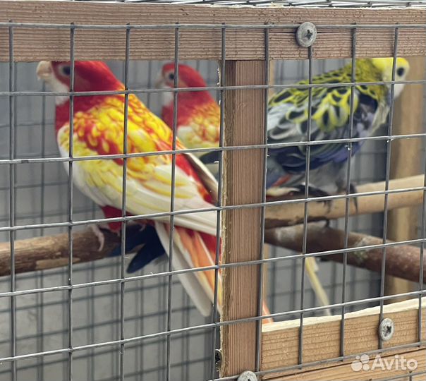 Попугайчики молодежь розелла и корелла