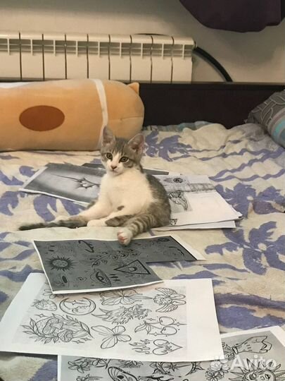 Отдам кошечку