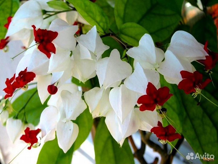 Комнатные цветы Севастополя