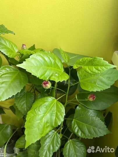 Гибискус, опунция, оксалис, сингониум, монстера