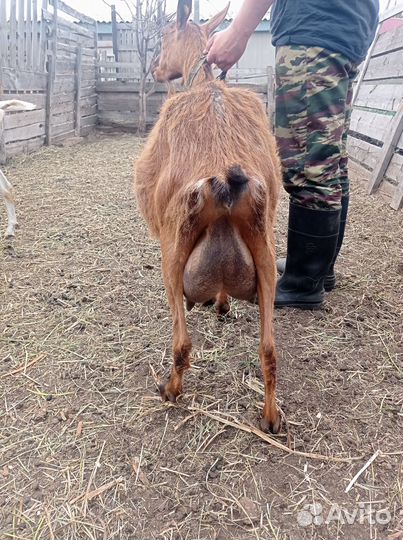 Продам молочных коз