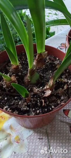 Гиппиаструм