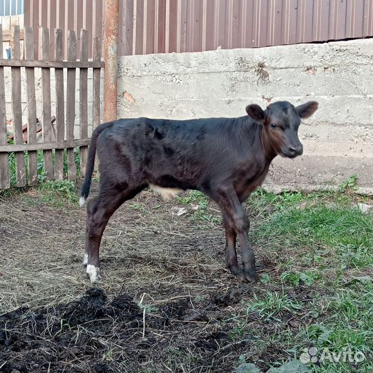 Продам бычок