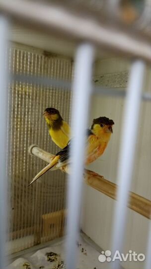 Певчие птицы