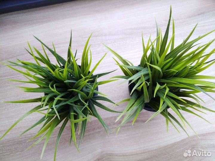 Растение цветок трава икея