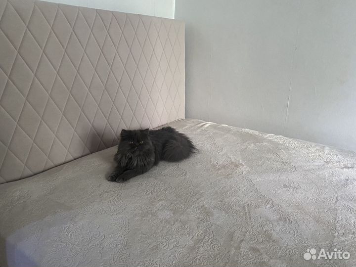Кошка в дар