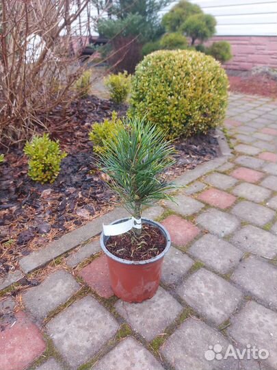 Pinus cembra Glauca С2 20см