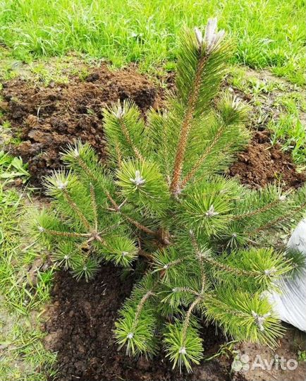 Сосна обыкновенная