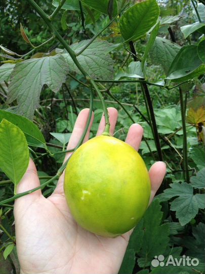 Лимон Мейера