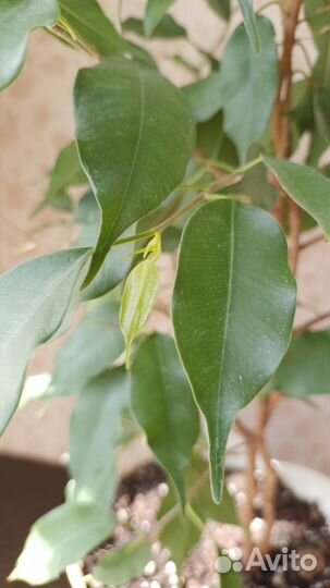 Фикус бенджамина большой