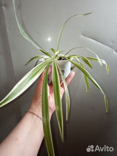 Хлорофитум