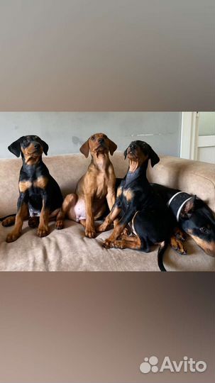Немецкий пинчер щенки