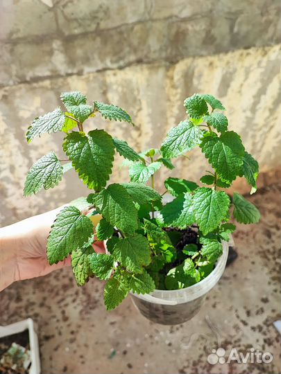 Мята мелисса