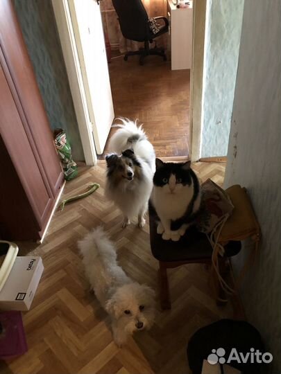 Выгул и передержка собак, зооняня