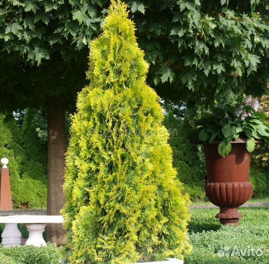 Туя Брабант 1,5 м