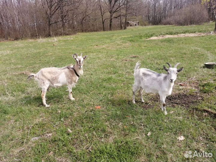 Коза дойная