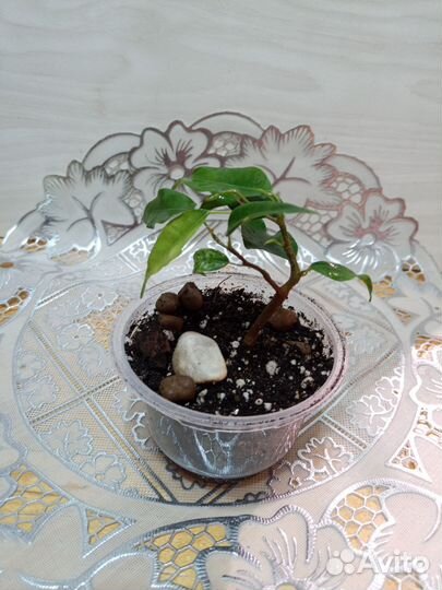 Фикус Вианди