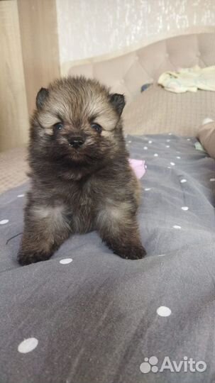 Породистые щенки