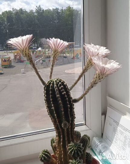 Детки цветущего кактуса