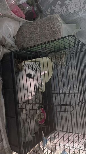 Клетка для кролика и кролик