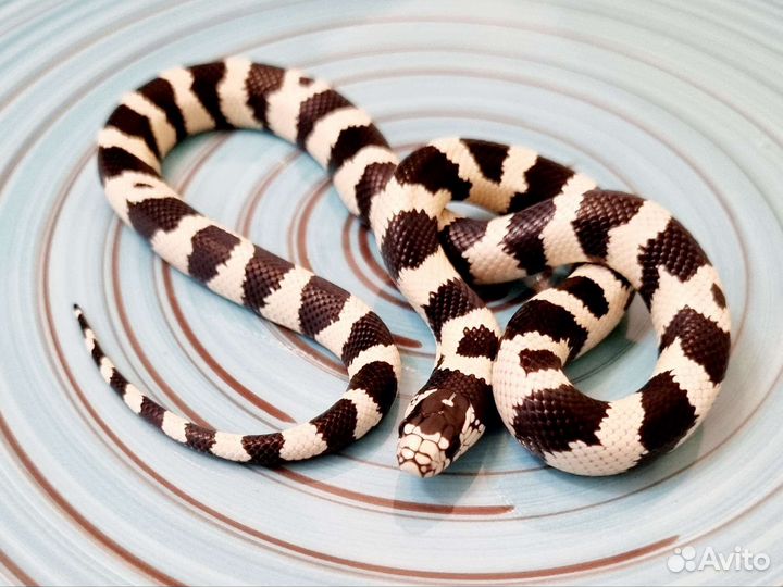 Калифорнийская королевская змея