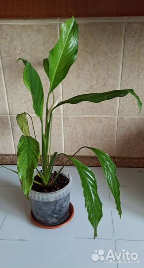 Бегония Клеопатра, спатифиллум высокий